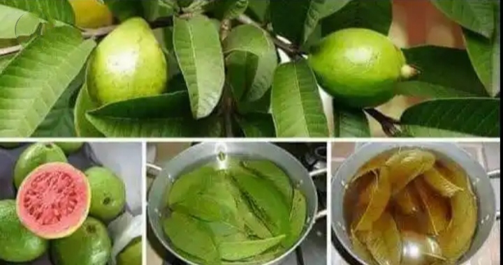 Incredible health benefits of guava leaves.